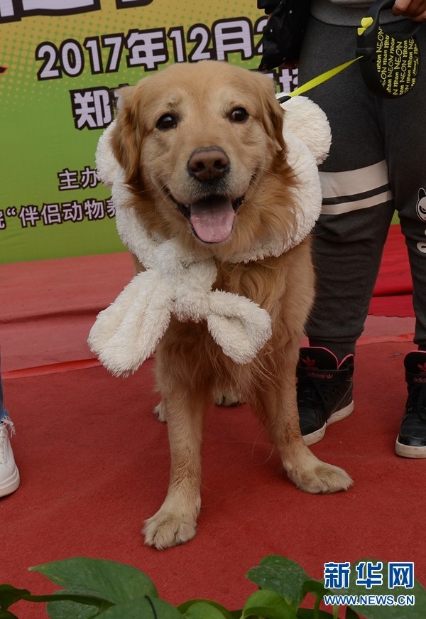 2017年12月23日，郑州市郑东花卉市场，宠物时装秀。
