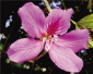 郑州植物园紫荆花迎春盛开　预计花期将持续到2月底