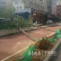 济南：路边两棵树突然倒下砸伤过路老人