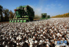 山东：打造全产业链融合模式　促棉花“绿色增长”