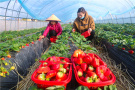  河南光山：草莓红 富农家