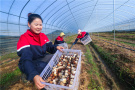 河南光山：種植赤松茸富農家