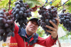广安华蓥90后大学生农夫运用“互联网”种出“冬葡萄”