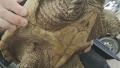 罕见！滁州凤凰湖里捞出14斤重大龟