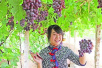 青岛41个农产品品牌市民最爱　胶州大白菜等上榜