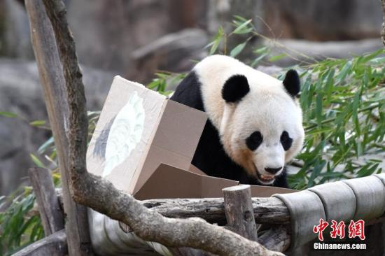 当地时间2月16日，众多美国民众来到华盛顿国家动物园，与旅美大熊猫“宝宝”告别。“宝宝”将于本月21日启程回国。<a target='_blank' href='http://www.chinanews.com/'width=