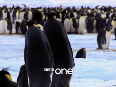 做一只企鹅有多难你造吗！！