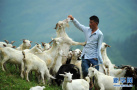 “独臂羊倌”自强创业