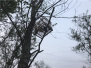葫芦岛民警巡逻连拆3张10米高捕鸟网　正全力追查捕鸟人