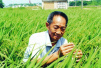 袁隆平团队沙漠种植水稻成功　最高亩产超过500公斤