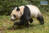 大熊猫伟伟在武汉动物园遭虐待　将被送回四川休养