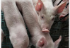 受周期性、季节性因素影响　猪肉价反弹涨超20%
