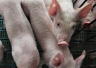 科学认识非洲猪瘟：今后吃猪肉是否安全？