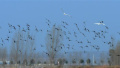 孟津一带黄河湿地引来大批候鸟栖息越冬