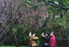 苏州虎丘风景区：腊梅不争春 只把春来报