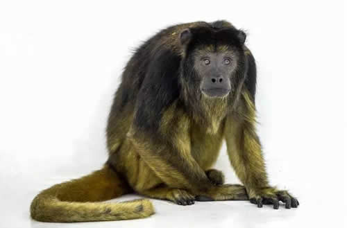 猴年去哪看猴?石家庄动物园邀您来观百猴贺岁