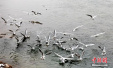 黄河三峡湿地候鸟翔集 起舞嬉戏