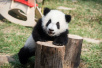 美媒：回顾中国“熊猫外交”史 分三个阶段