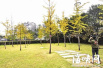 福州温泉公园银杏树 只剩一周赏叶期
