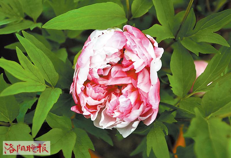 岛锦：属复色系牡丹，花朵挺立、花色多样，最多能开出6种花色，如红色、红粉相间、红白相间、粉白相间、粉色和白色。