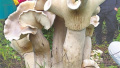 云南现野生巨型蘑菇：到底有多大？身高1米重百斤