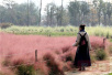 郑州北龙湖湿地公园粉色草原　远看如红色云雾