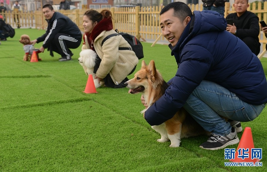 2017年12月23日，郑州市郑东花卉市场，参赛犬准备参加30米自由奔跑比赛。