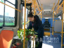 青岛：公交车厢里添绿植　提醒市民绿色出行
