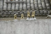 台州一女子向邻居跪拜诅咒 在邻居家贴迷信类物件