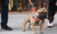 安徽淮北发布养犬公告：遛狗不牵绳受罚，放任犬只吓人或追责
