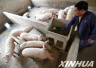 山东生猪价格连续四周回升　生猪养殖逐渐脱离困境