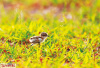 孟津黄河湿地监测发现大量候鸟　有近5万只