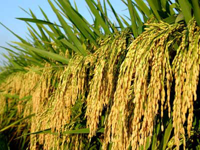 中储粮:2017年继续实行小麦稻谷最低收购价政
