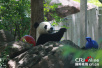 华盛顿动物园回应旅美大熊猫被虐待传闻：大熊猫过得很好