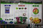 龙江绿色果蔬“鲜”到杭州 签约额将超1.2亿元
