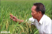 厉害！袁隆平团队在迪拜沙漠种出杂交水稻