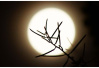 今年中秋节比去年早了10天　“皓月顶空照”美景将现中秋夜